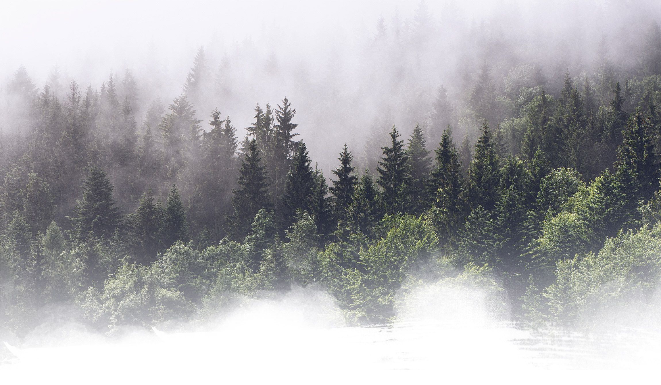 Wald